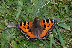 David Plant Photography - Wildlife Photography - Small tortoiseshell - F